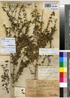 Image result for Tinnea rhodesiana