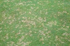 As in the case of insects, cultural and chemical methods may be required to control disease and nematode problems. 5 Ways To Prevent Dollar Spot Fungus In Your Lawn Turf Masters