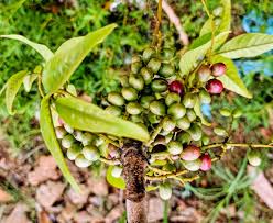 Image result for Morinda angolensis