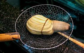 Image result for geoduck
