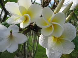 Frangipani Creations Frangipani Beautiful Flowers Plumeria