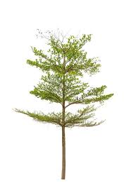 Image result for Terminalia boivinii