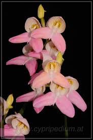 Image result for Disa stairsii