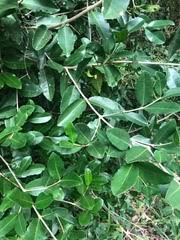 Image result for Cassipourea