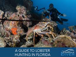 Most recreational spiny lobster catching in florida takes place on reefs, which support delicate coral colonies. Your Guide To Lobster Fishing In Florida Lauderdale Divers