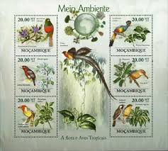 Image result for Ehretia rigida