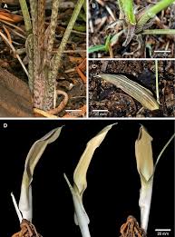 Image result for Stylochaeton