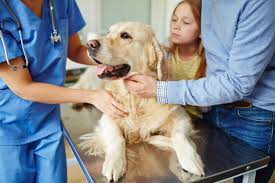 How Fear Free Certifications Benefits You And Your Pet Androscoggin Animal Hospital Blog Pet Insurance For Dogs Sick Pets Dog Insurance