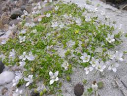 Image result for Wahlenbergia capitata