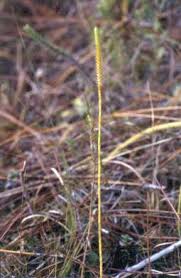 Image result for Lycopodiella caroliniana