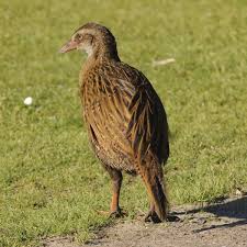 Birds That Cannot Fly Images You Won T Believe That These 11 Birds That Cannot Even Fly Weka Birds Beautiful Birds Birds That Cannot Fly