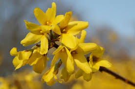 April 20, 2021 il narciso fa forsizia (forsythia x intermedia) arbusto con piccoli fiori gialli che ricoprono i rami ancora privi di foglie. Le Fioriture