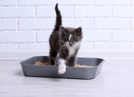 My efforts attempting to train a mixed it can be difficult if the cats aren't bright, but i think any cat can eventually be taught to use a toilet instead of a litter box, says tiganila, who once. Litter Training Kittens Easy Tips For Cat Potty Training Petmd