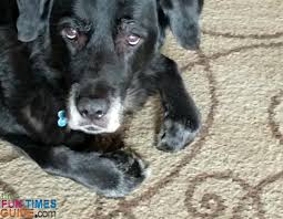 Maybe you would like to learn more about one of these? How Do Veterinarians Euthanize A Dog What Is The Process Like I Ve Had 2 Dogs Put To Sleep Recently Here S What It Was Like The First Time Dog Owner Guide