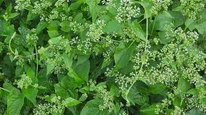 Image result for Mikania cordata