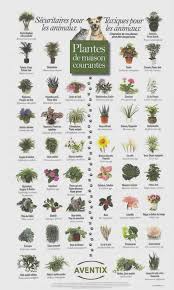Plantes D Interieur Plantas Toxicas Plantas Venenosas Plantas Jardin