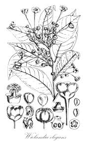 Image result for Maesobotrya floribunda