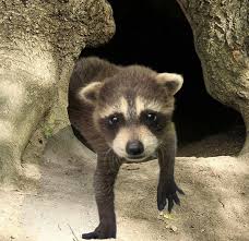 Can raccoon saliva get onto my dog without biting him? Caring For Orphaned And Injured Raccoons