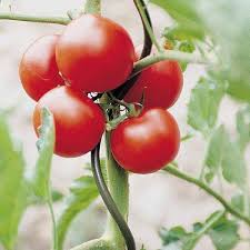 Maybe you would like to learn more about one of these? China Tomato Wire China Tomato Wire Manufacturers And Suppliers On Alibaba Com