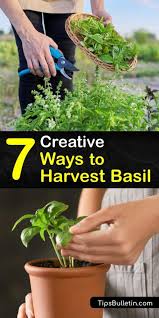 Advice indoor gardening how to grow basil indoors. 7 Creative And Amazing Ways To Harvest Basil