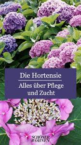 Hortensien Pflanzen Pflegen Vermehren In 2020 Pflanzen Blumen Fur Garten Hortensien Garten
