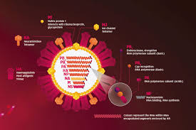 Los virus de la gripe aviar normalmente no infectan a los seres humanos. Control And Prevention Of Avian Influenza A Latin American Perspective