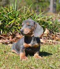 Health tested mini dachshund litter i am thrilled to announce the arrival of my 5 beautiful smooth haired mini dachshunds born on 26th june 2021. Blue And Tan Dachshund Puppies For Sale Petsidi
