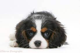 Cute cavalier king charles spaniel tricolor. Dog Tricolour Cavalier King Charles Spaniel Pup Photo Wp20508