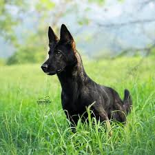 14 Signs You Are A Crazy German Shepherd Person Page 2 Of 5 The Dogman In 2020 German Shepherd Sable German Shepherd German Shepherd Funny