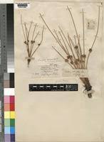 Image result for Schoenoplectiella senegalensis