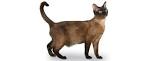 Tonkinese Cat Breed Profile | Petfinder
