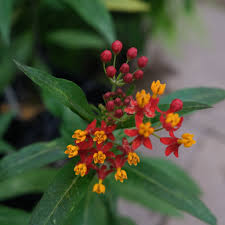 Image result for Asclepias