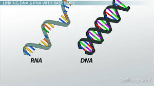 However, many environmental factors and endogenous cellular processes result in a high frequency of dna. Which Pair Of Nitrogenous Bases Will Form A Bond In A Dna Molecule 1 These Are The Nitrogenous Based In Dna Johanna Kottow