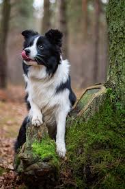 Muffin Border Collie Collie Puppies Dogs Border Collie Puppies