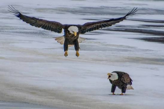 Bald eagles on the river in Maugerville