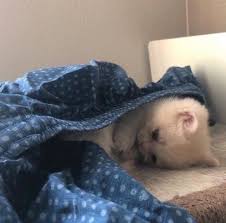 قساوھ On Twitter In 2020 Twitter Animals Saving