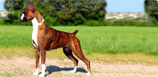 True breeders is one of the most trusted german shepherd kennel in pakistan. Glenmere Boxers