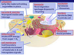 We offer a wide range of high quality human and animal cell and media systems. 2 Why Do Cells Make Proteins Ppt Download