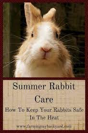 Summer Rabbit Care How To Keep Your Rabbits Safe In The Heat Rabbit Care Rabbit Bunny Care Tips