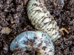 Leatherjackets Treatment Control Love The Garden