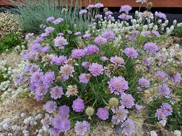 Image result for Scabiosa columbaria