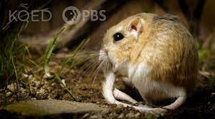 Kangaroo joey for sale, kangaroo joey, joey, baby kangaroo, bottle baby kangaroo, kangaroo breeder, kangaroo for sale. Kangaroo Rats Are Furry Spring Loaded Ninjas Kqed