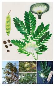 Image result for Albizia lebbeck