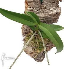 Image result for Diaphananthe