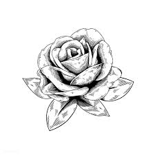 Free Image By Rawpixel Com Flower Drawing Rose Drawing Nature Vector