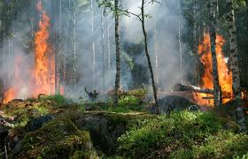 Resultado de imagen para la contaminacion ambiental