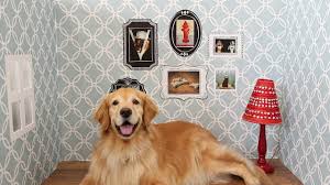 This shelter is suitable for large/xl breed dogs weighing up to 95 lbs. Cute Golden Retriever Decorates Her Dog House Youtube