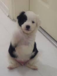 Zorro Black Eye Pupy Maskeli Kopek Yavrusu Yavru Kopek Kopek