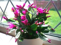 This is just in case. Landscape Show On Twitter Beautifully Blooming Easter Cactus Easter Cactus Succulentsaturday Landscape2020