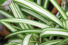 Keep plant out of direct sunlight because it can scorch leaves. Chlorophytum Comosum Care Growing The Spider Plant How To